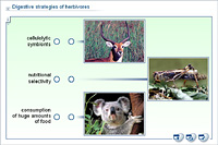 Digestive strategies of herbivores