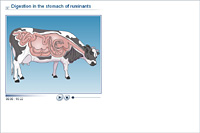 Digestion in the stomach of ruminants