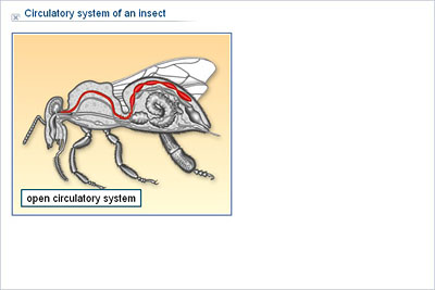 Biology - Upper Secondary - YDP - Illustration - Circulatory system of an  insect
