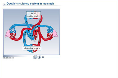 Biology - Upper Secondary - YDP - Animation - Double circulatory system in  mammals