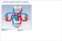 Double circulatory system in mammals