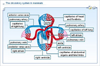 The circulatory system in mammals