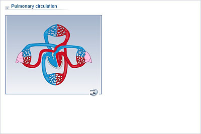 Biology - Upper Secondary - YDP - Animation - Pulmonary circulation