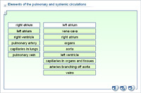 Elements of the pulmonary and systemic circulations