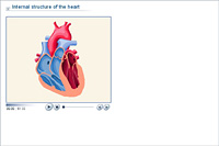 Internal structure of the heart