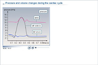 Pressure and volume changes during the cardiac cycle
