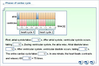 Phases of cardiac cycle