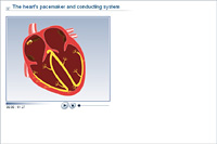 The heart's pacemaker and conducting system