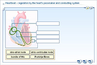 Heartbeat – regulation by the heart's pacemaker and conducting system