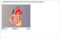Regulation of heart rate by the nervous and endocrine systems