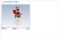 Characteristics of xylem