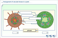 Arrangement of vascular tissues in a plant