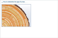 How to determine the age of a tree