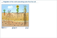 Adaptation of the root to absorbing water from the soil