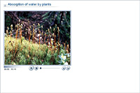 Absorption of water by plants