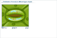 Distribution of stomata in different types of plant