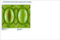 Mechanism of stomatal opening and closing