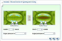 Stomata – the mechanism of opening and closing