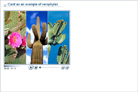Cacti as an example of xerophytes