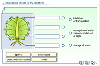 Adaptations of cacti to dry conditions