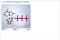 Production of ATP during cell respiration