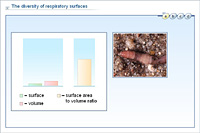 The diversity of respiratory surfaces