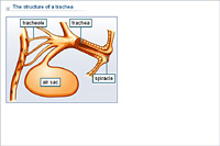 The structure of a trachea