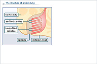 The structure of a book lung