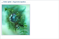 Water spider – Argyroneta aquatica