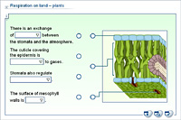 Respiration on land – plants