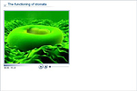 The functioning of stomata