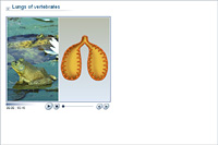 Lungs of vertebrates