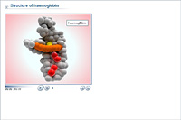Structure of haemoglobin