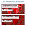 Dark and bright colours of haemoglobin