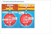 The course of carbon dioxide transport