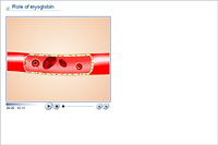 Role of myoglobin