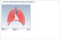 Structure and function of the pleural membranes