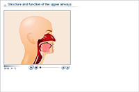 Structure and function of the upper airways
