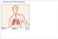 Structure and function of the larynx
