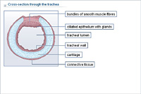 Cross-section through the trachea
