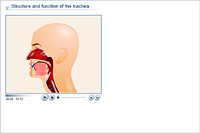 Structure and function of the trachea