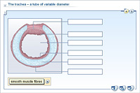 The trachea – a tube of variable diameter