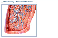 The lower airways – the bronchi and bronchioles