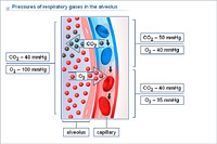 Pressures of respiratory gases in the alveolus