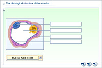The histological structure of the alveolus