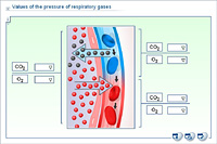 Values of the pressure of respiratory gases
