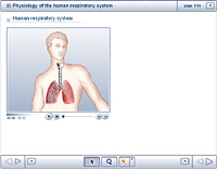 Physiology of the human respiratory system