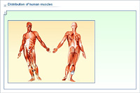 Distribution of human muscles