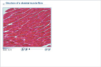 Structure of a skeletal muscle fibre
