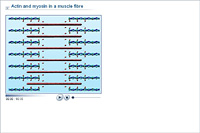 Actin and myosin in a muscle fibre